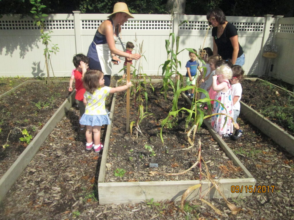 Growing Plants Outdoor Classroom Westchester Early Childhood Program